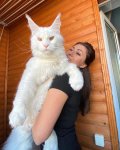 kiefer-maine-coon-cat-3.jpeg