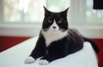 clever-tuxedo-cat.jpg