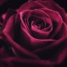 RosaLinda