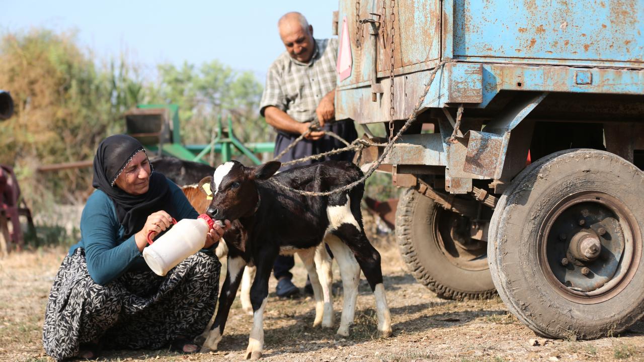buzagi-hayvancilik-aa-2478399.jpg