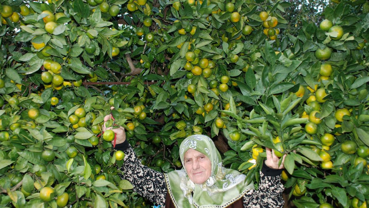 rize-mandalina-2497279.jpg