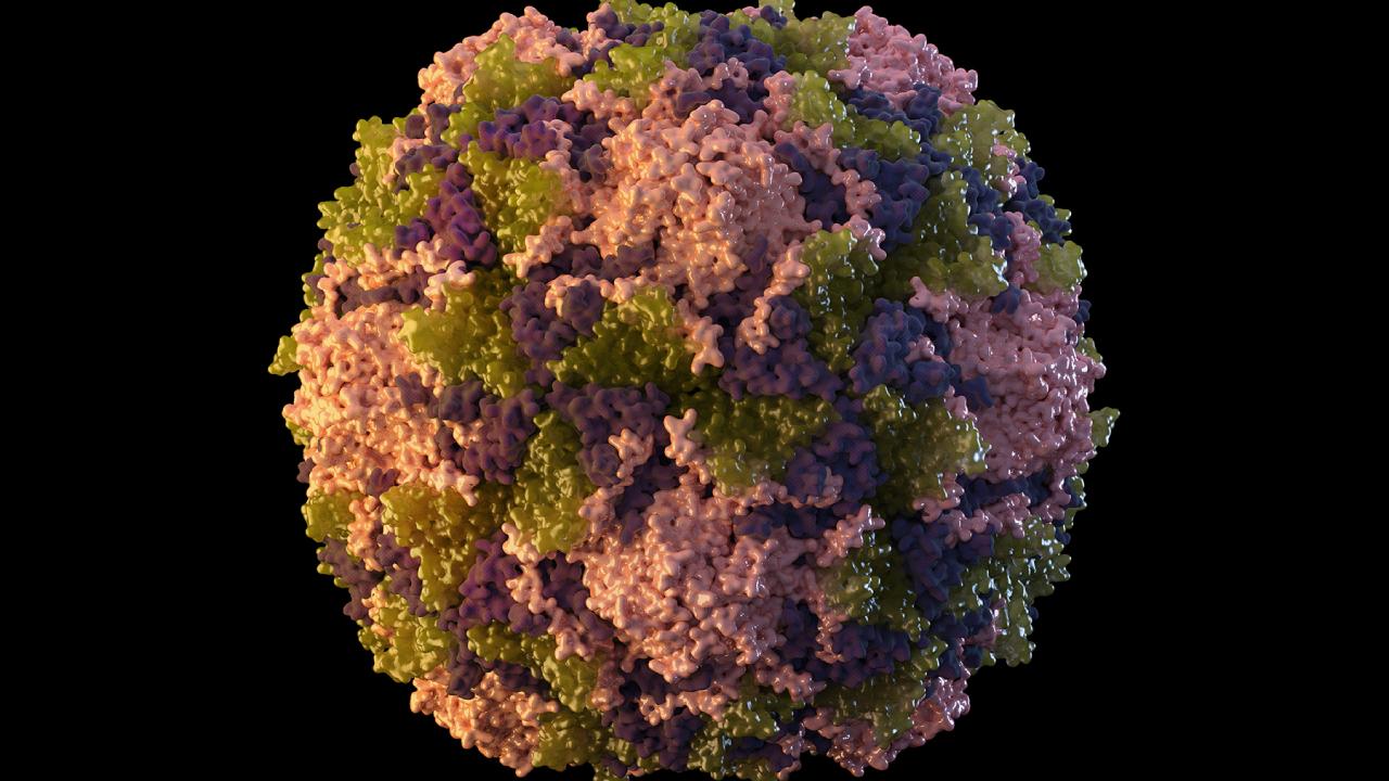 polio-virus-ap-1895138.jpg