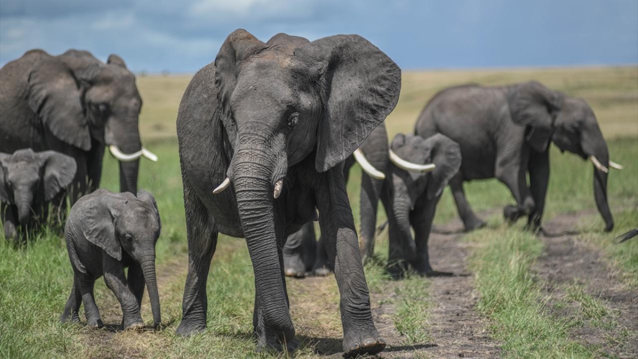 kenya-aa-2358813.jpg