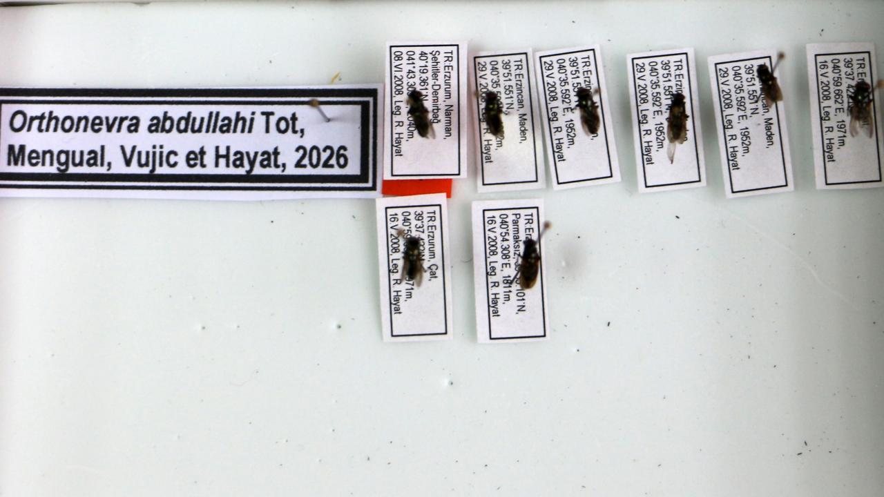 cicek-sinegi-turu-kesif-dha-2491307.jpg