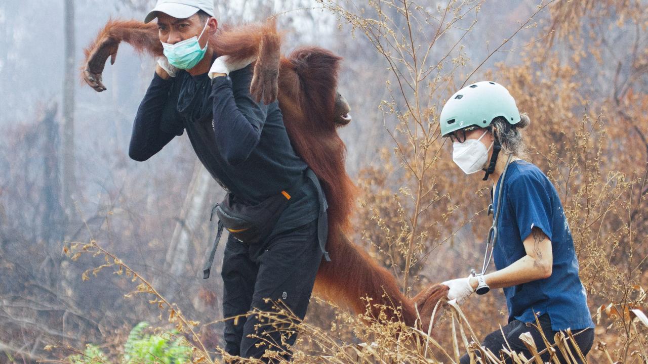 orangutan-kurtarma-reu-2496746.jpg