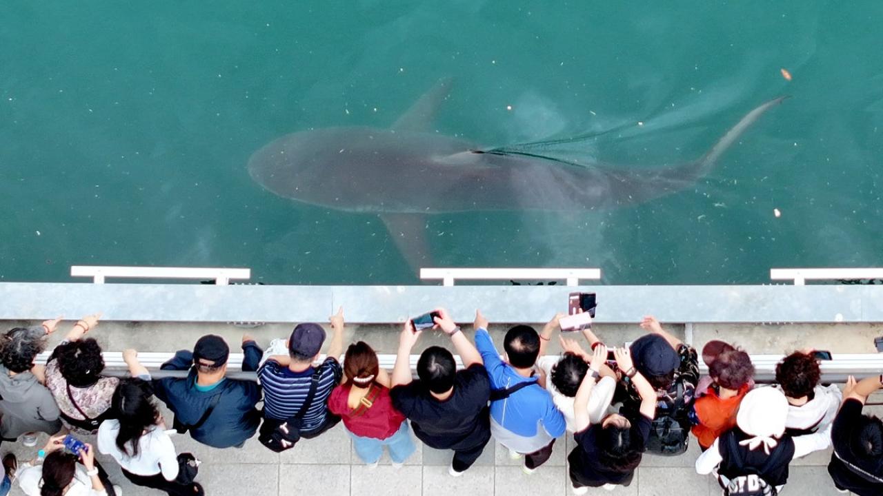 shark-2493143.jpg