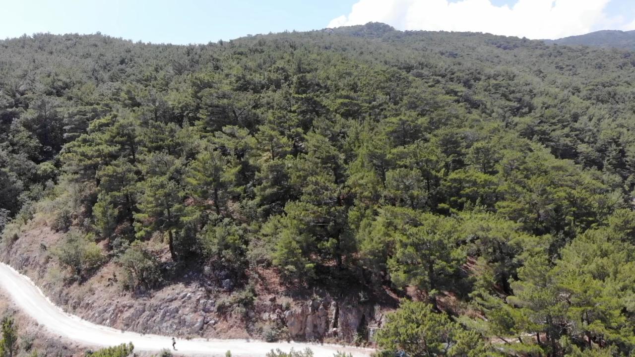 orman-aa-2465750.jpg