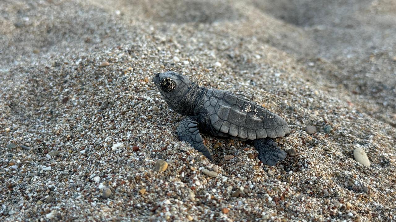 caretta-caretta-aa-2494206.jpg