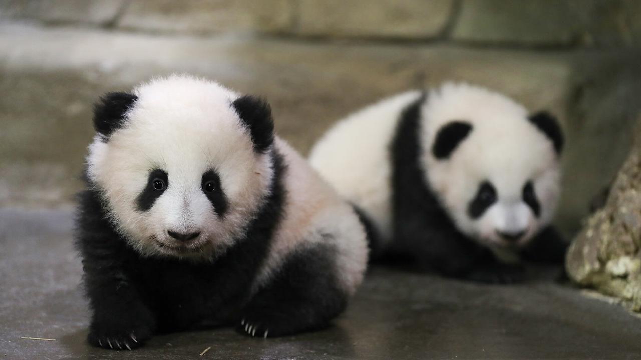 panda-ap-1720069.jpg