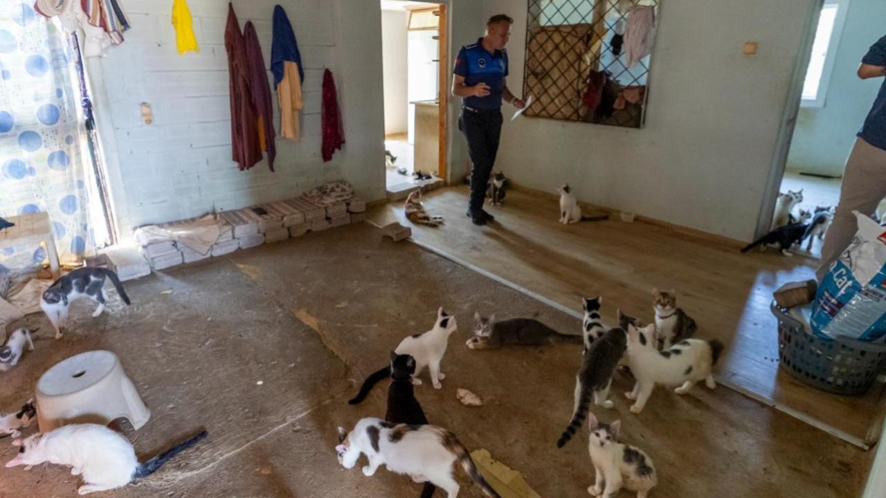 kedi-dolu-ev-iha-2484545.jpg