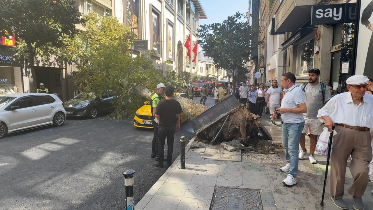 sisli-agac-dha-2485202.jpg