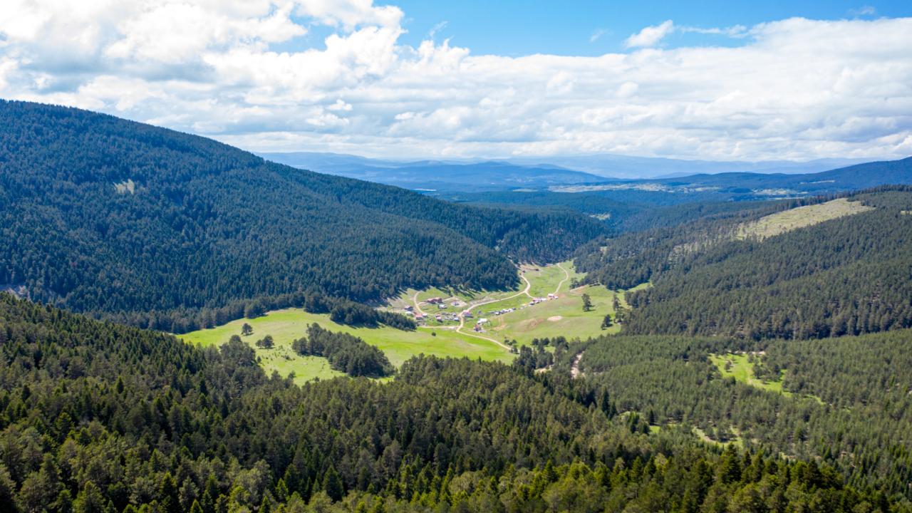 ormanaa-2478539.jpg